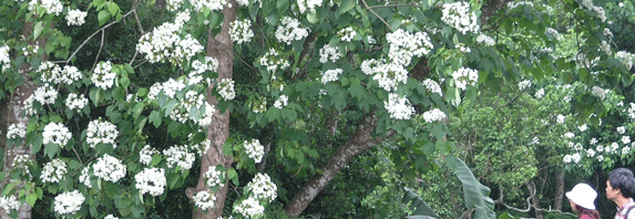 三義 油桐花
